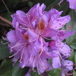 Rododendro roxo